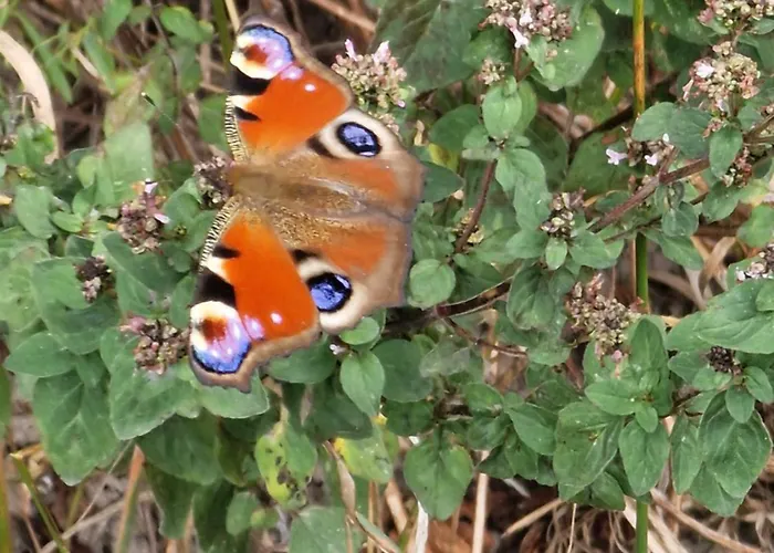 Vila Dalski Piechowice (Karkonosze)