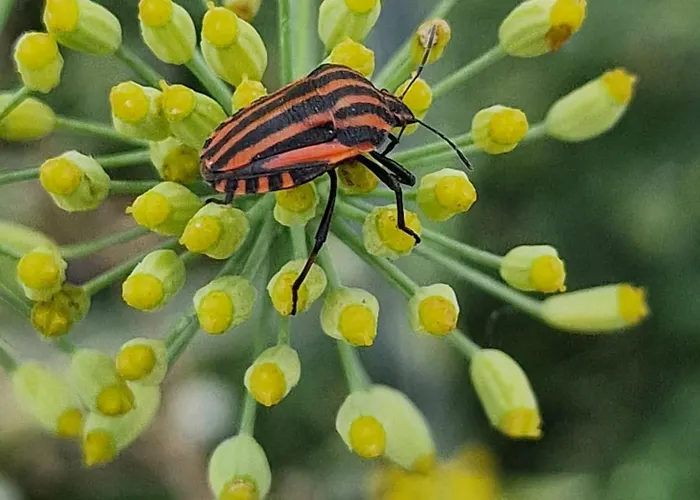 Dalski Piechowice (Karkonosze)