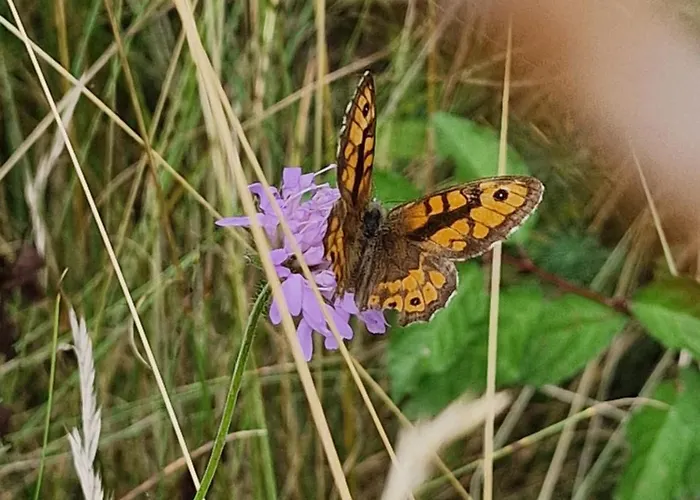 Dalski * Piechowice (Karkonosze)